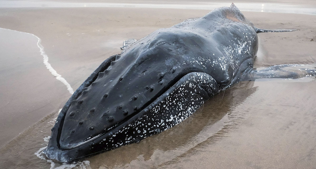 El animal de seis toneladas aún permanece en Punta Mogotes. Las autoridades confían en que una nueva marea le ayude a salir y vuelva a su hábitat en las próximas horas