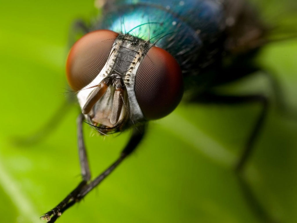 Un estudio realizado comprobó que los insectos al igual que los seres humanos, también sienten placer durante el coito.