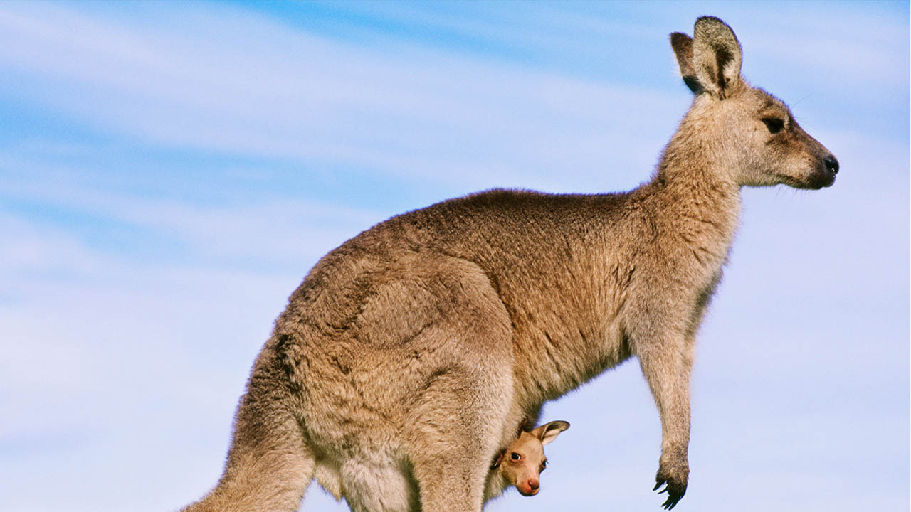 El Sumario - Los animales de esta especie que habitan al norte de Sydney en Australia pueden ponerse bastante agresivos por conseguir alimentos que las personas le dan con frecuencia