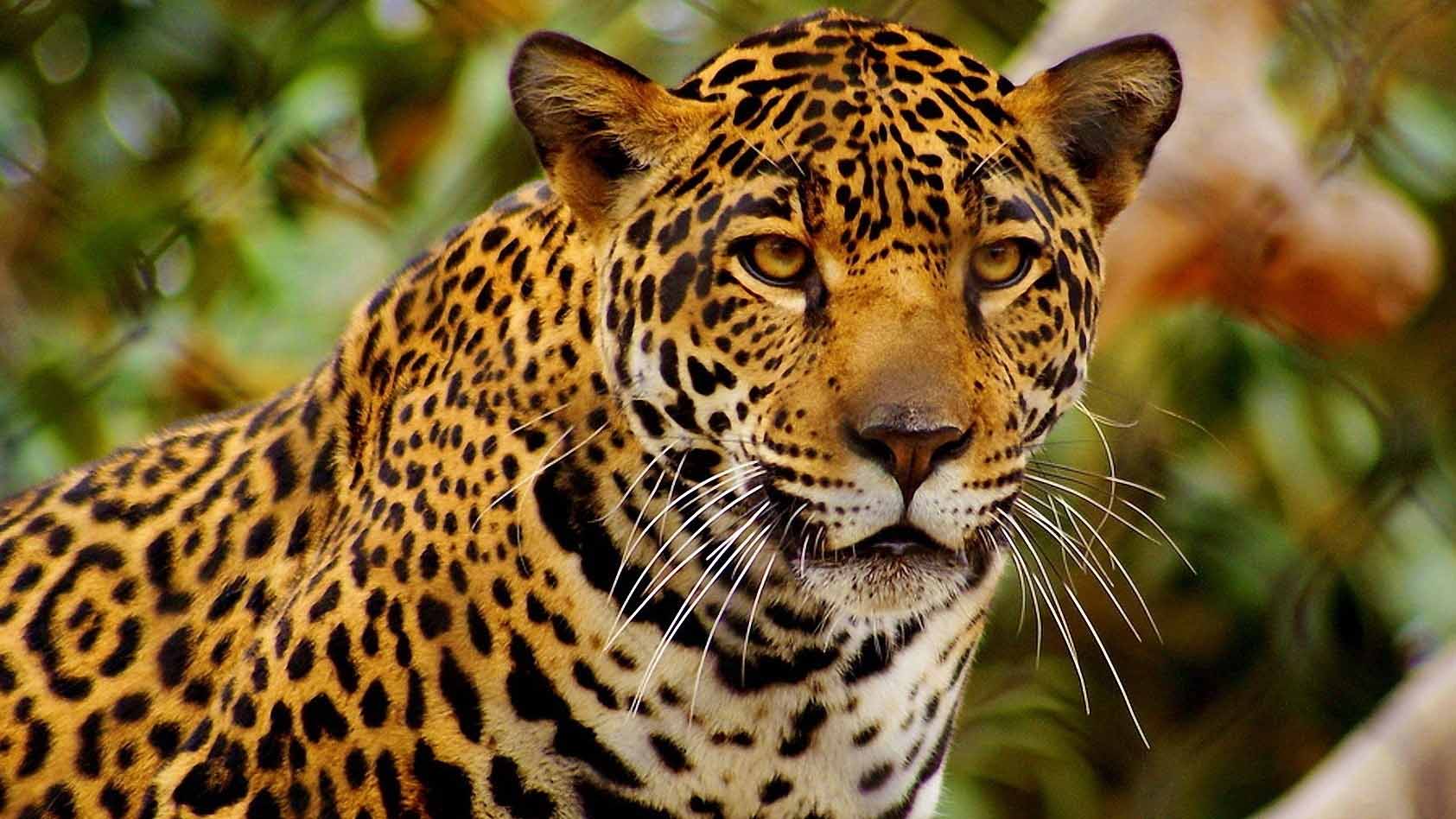 El Sumario - La jaguar fue operada en dos ocasiones para extraer los perdigones que cayeron producto del ataque de cazadores