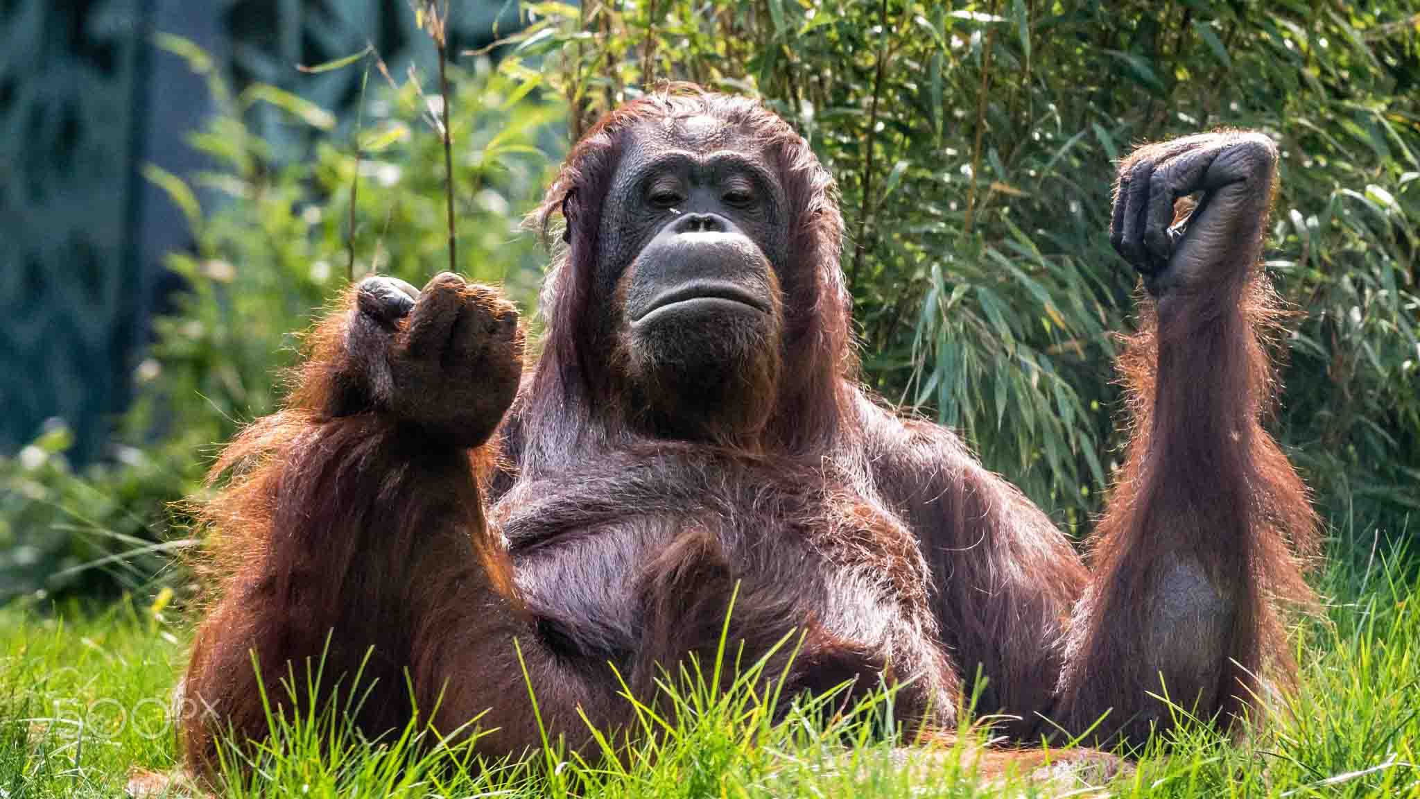 El Sumario - La orangután con cuenta personal en la popular red social fue sacrificada por sufrir una fuerte enfermedad en los riñones