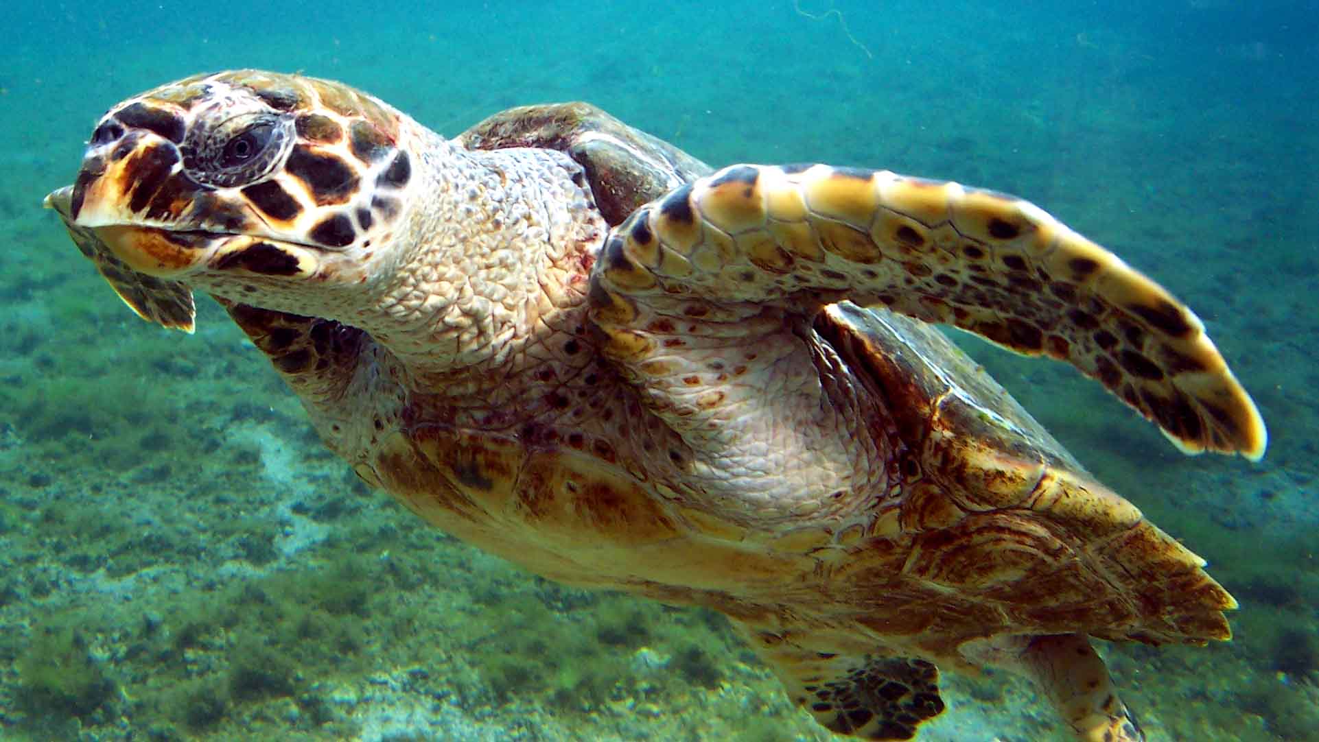 El Sumario - En un plazo de treinta días se espera implementar el plan que comenzó con el cierre de Playa Blanca en isla Barú como parte de la protección que se le brindará a la especie