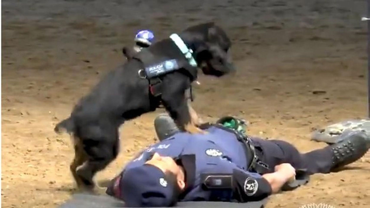 El perro forma parte de la Policía Municipal de Madrid y se ha hecho famoso en las redes sociales