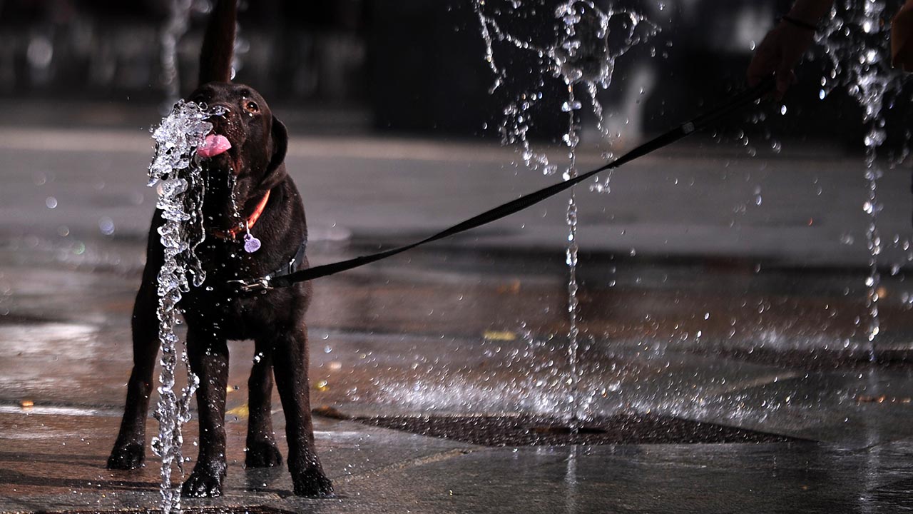 El can animó a un grupo de personas que se encontraban en una plaza de Colombia