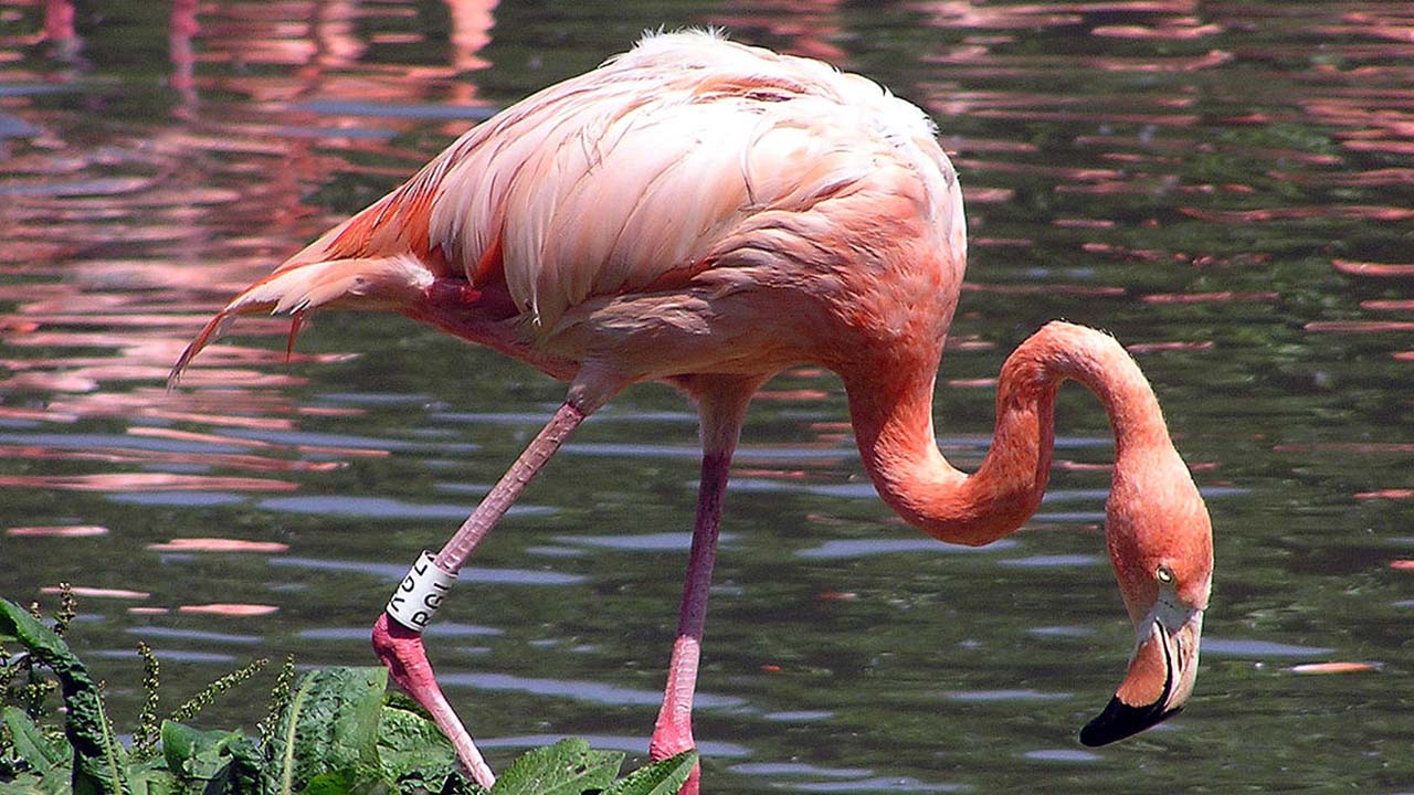 Las aves rosadas están protegidas en todo mundo debido a su belleza