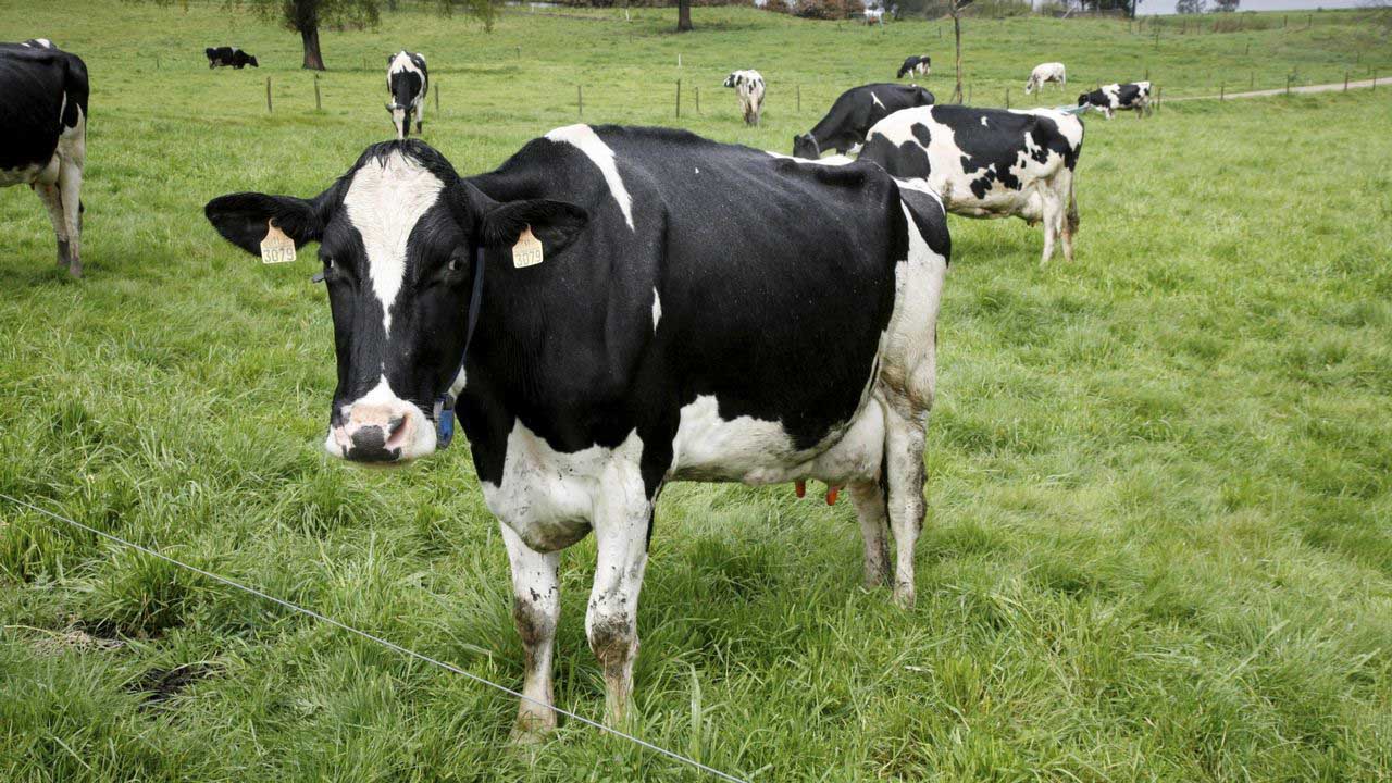 Autoridades han decidido vacunar a los caballos y vacas para controlar la enfermedad