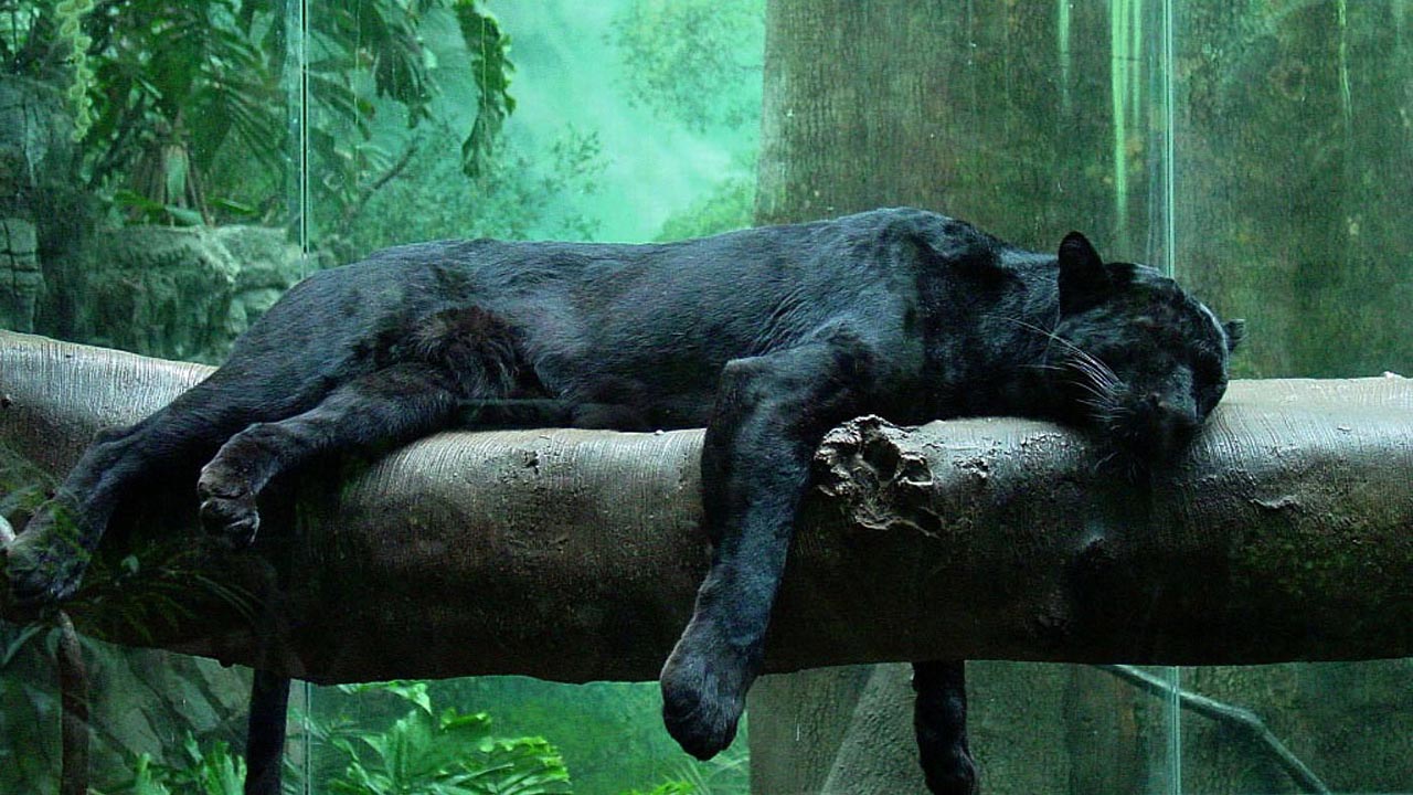 El felino posee un característico color negro debido a la melanina presente en su cuerpo