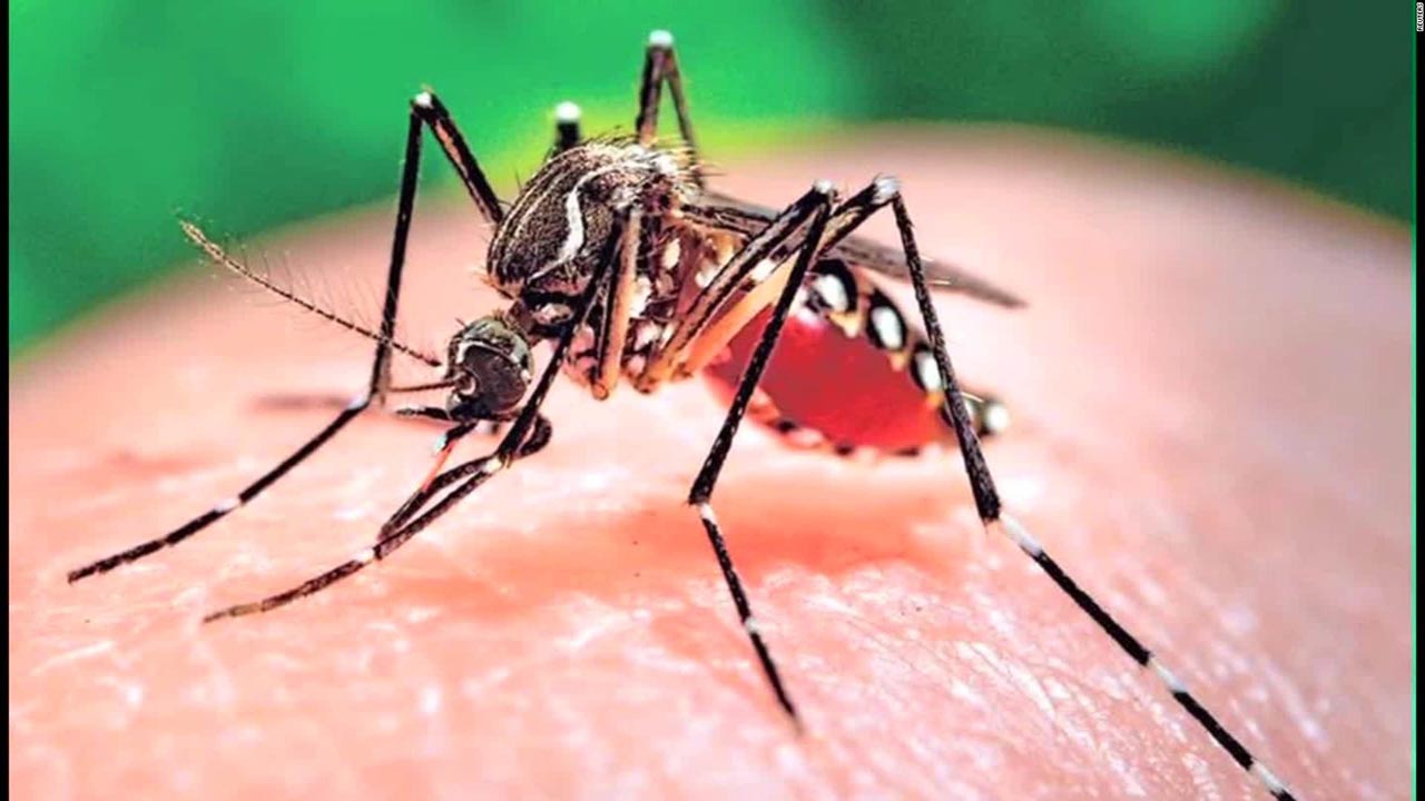 Científicos de Brasil indagaron acerca del génesis de la enfermedad siguiendo la pista del mosquito