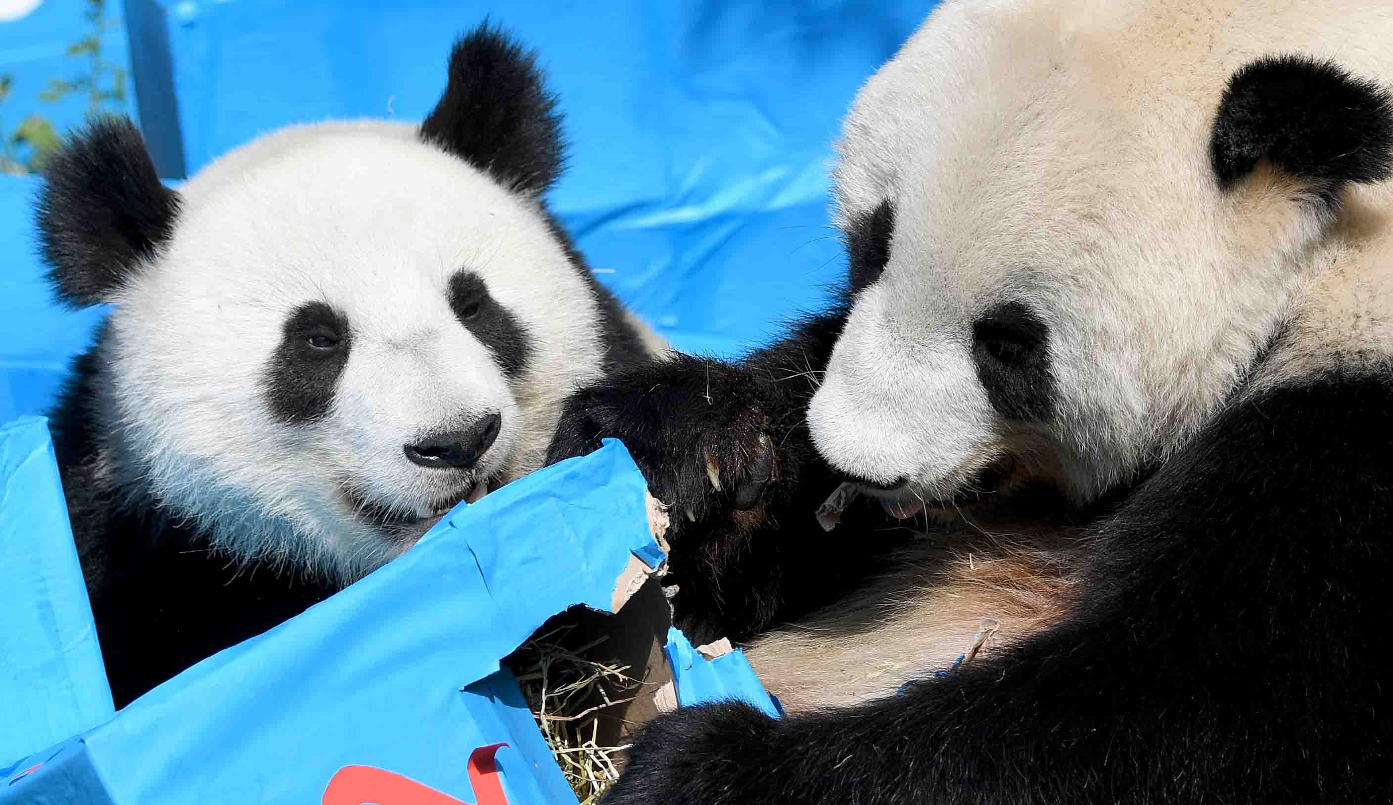 El Sumario - Fu Feng y Fu Ban nacieron en el zoológico Tiergarten Schoenbrunn pesando alrededor de los 100 gramos, ahora cada uno cuenta con 22 y 18 kilos respectivamente