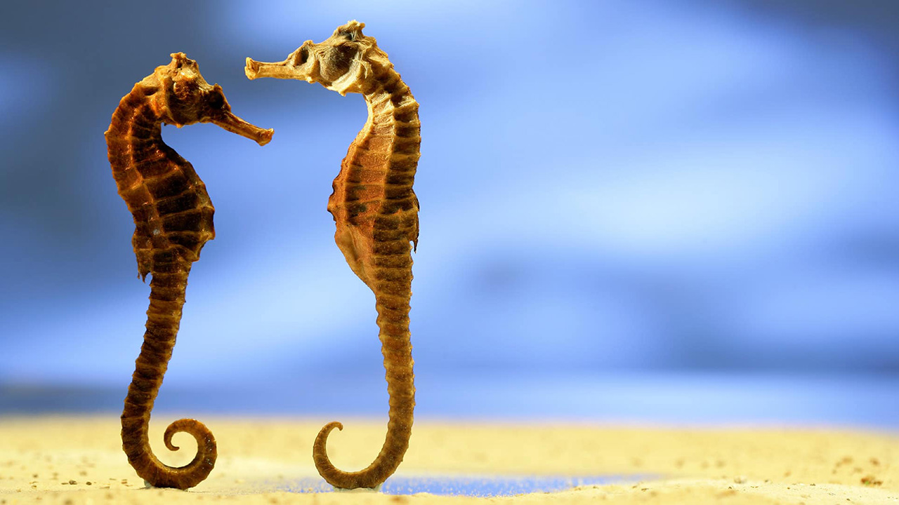 Su nombre científico es “Hippocampus japapigu” y se encuentra en varios lugares del este de Japón