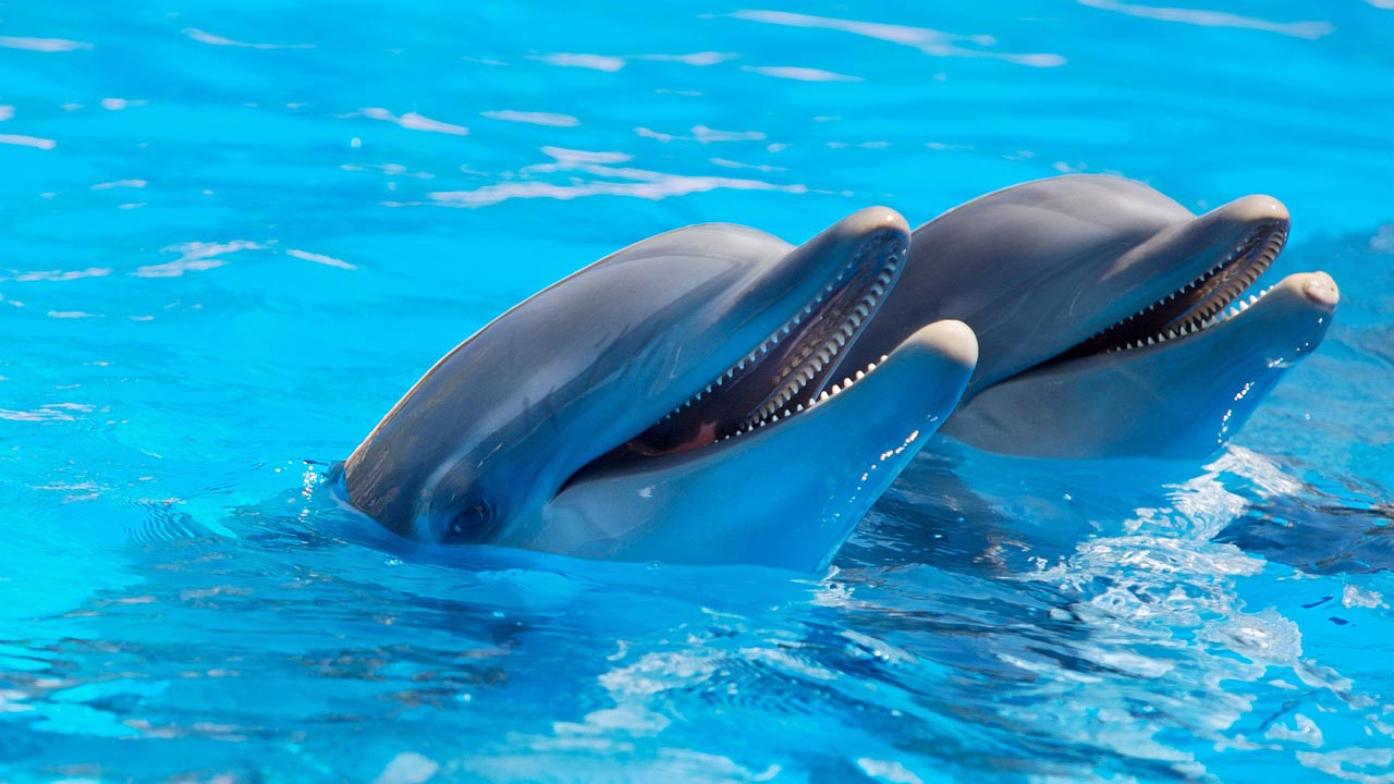 Las conclusiones fueron obtenidas tras 30 años de monitoreo a una delfín hembra puesta en libertad