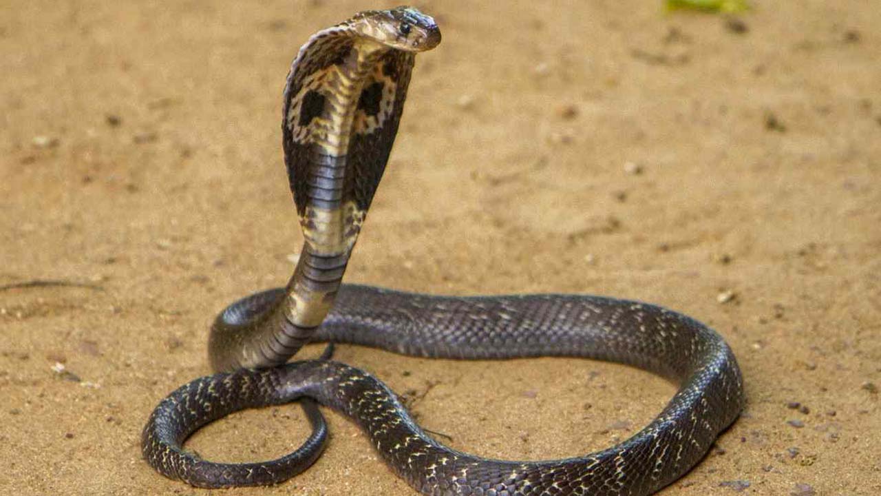 Dos sujetos de 30 años han confesado ser “adictos” a la toxina de las serpientes tras sobrevivir a varias mordeduras de las serpientes