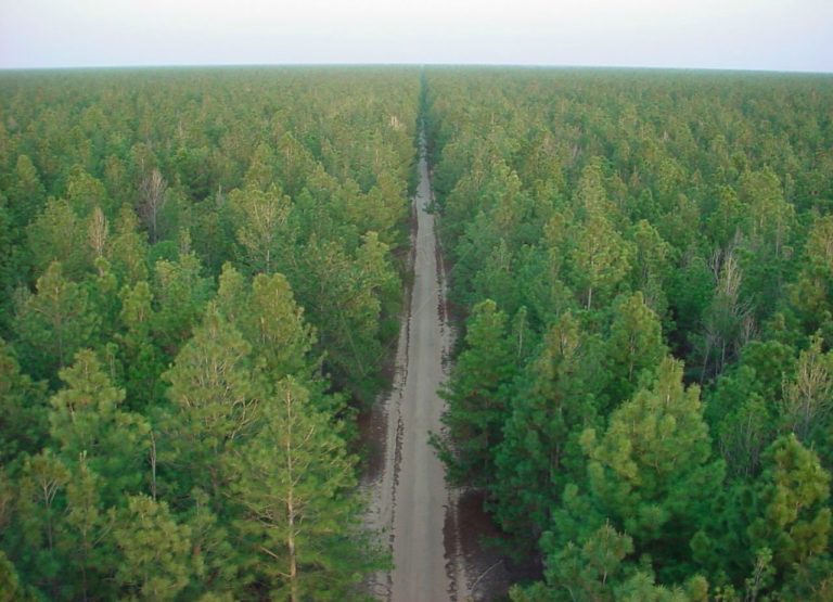 “El Bosque de Uverito” es considerado el más grande del mundo El Sumario