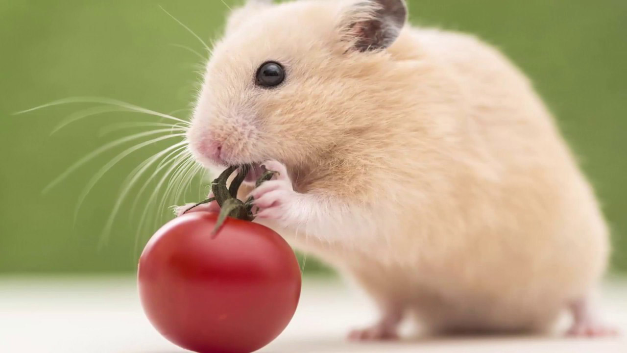 Los investigadores emplearon a roedores hembras con el fin de mezclar las improntas genéticas