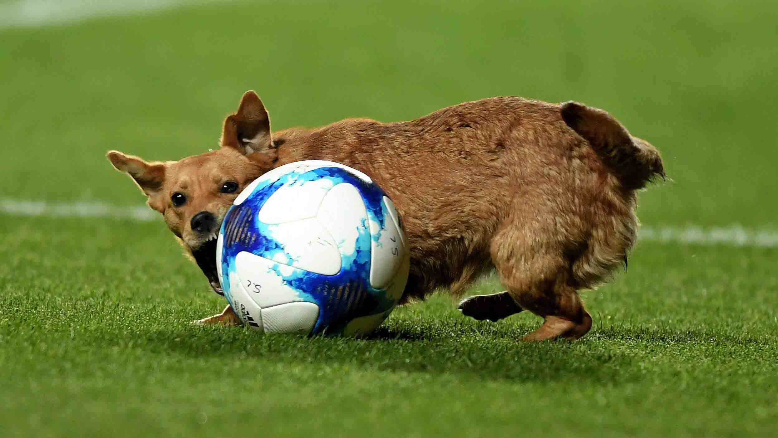 La pequeña mascota demostró sus habilidades con la pelota, usando su hocico para moverla de un lado a otro