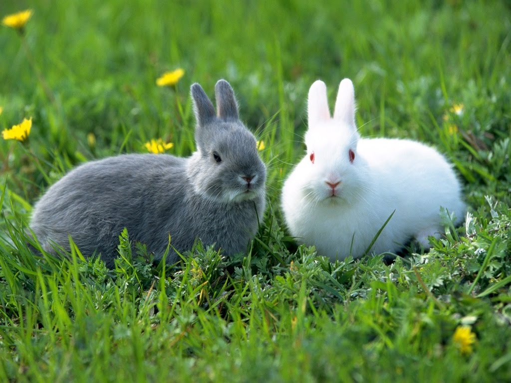El Sumario - Desde 2019, los productos de la marca contarán con el sello "libre de crueldad de animal” de PETA