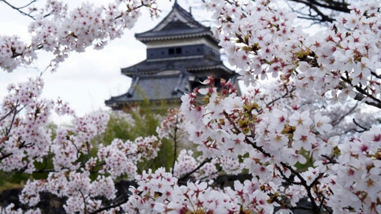 El Sumario - La eclosión floral normalmente se produce entre febrero y mayo, pero se adelantó debido a los tifones