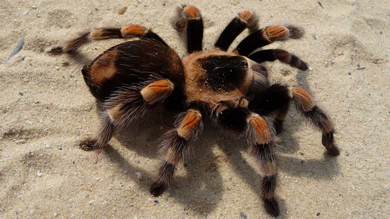 El Sumario - Las arañas de especies Xenesthis y Pamphobeteus fueron detectadas por el escáner del aeropuerto en Bogotá y se trasladaron a un organismo de fauna