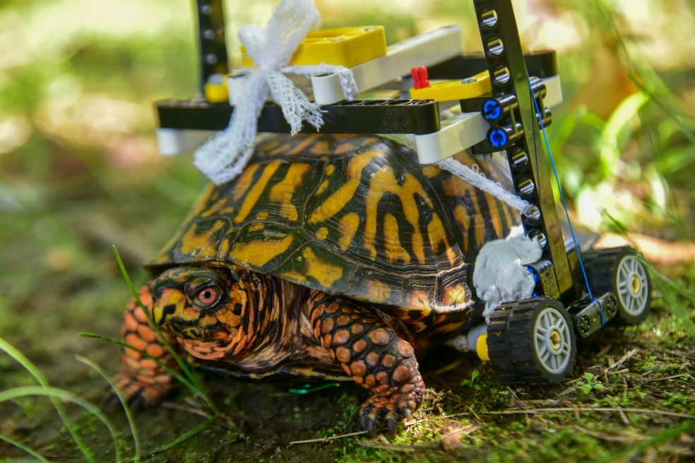 Veterinarios de Estados Unidos lograron devolverle la movilidad a una tortuga