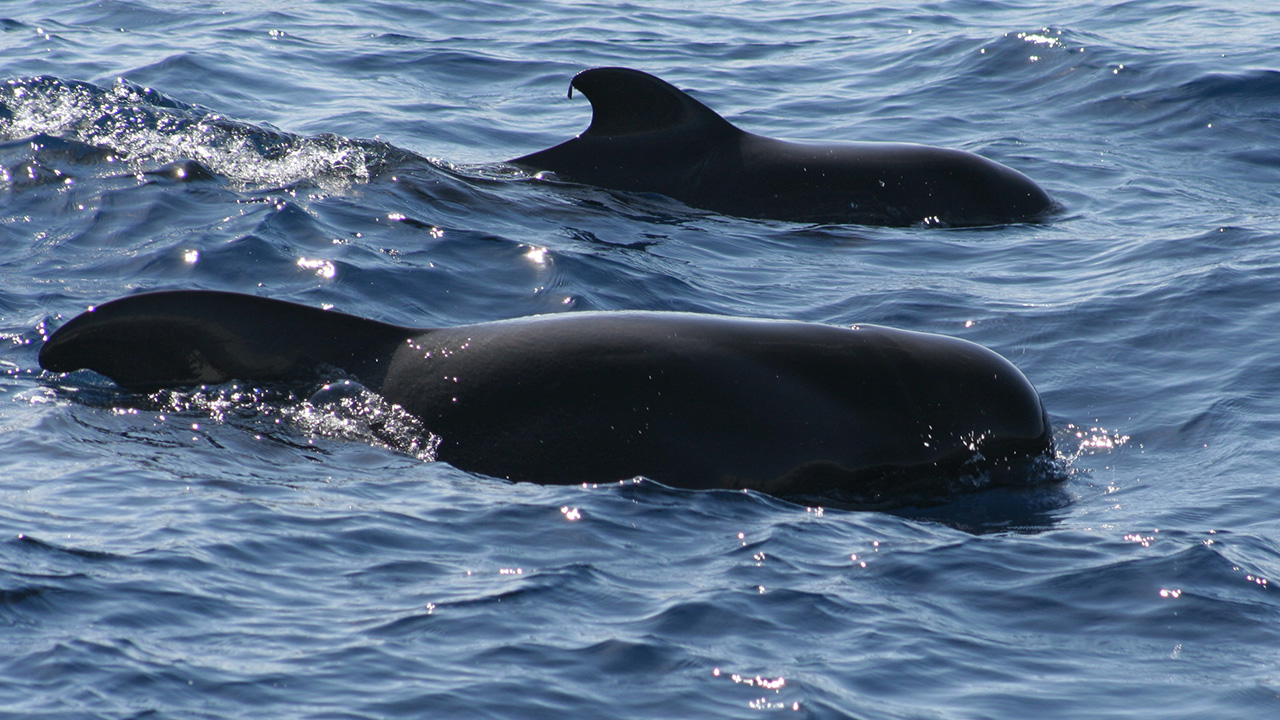 Los cetáceos fueron arrastrados hasta una playa solitaria de la isla Steward, la más austral de Nueva Zelanda