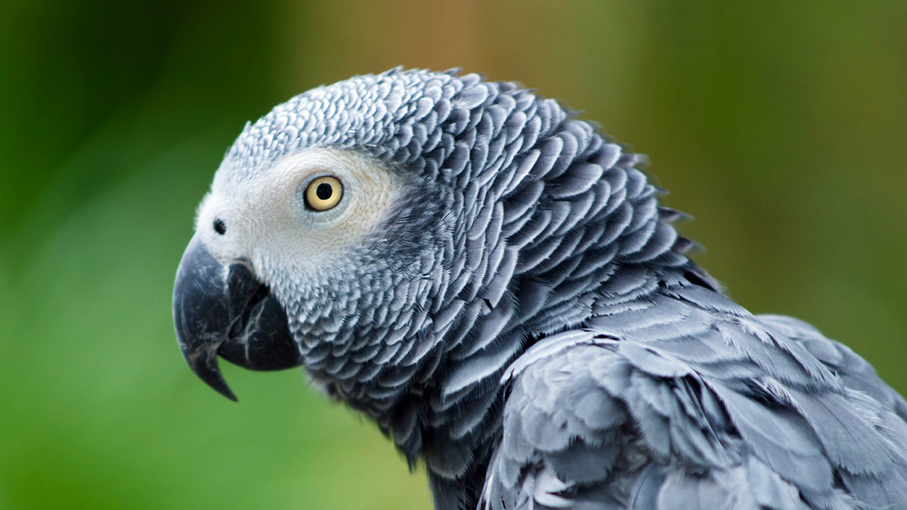 Su nombre es “Rocco” y es un ave que pertenece a una especie conocida por su inteligencia y habilidades de imitación
