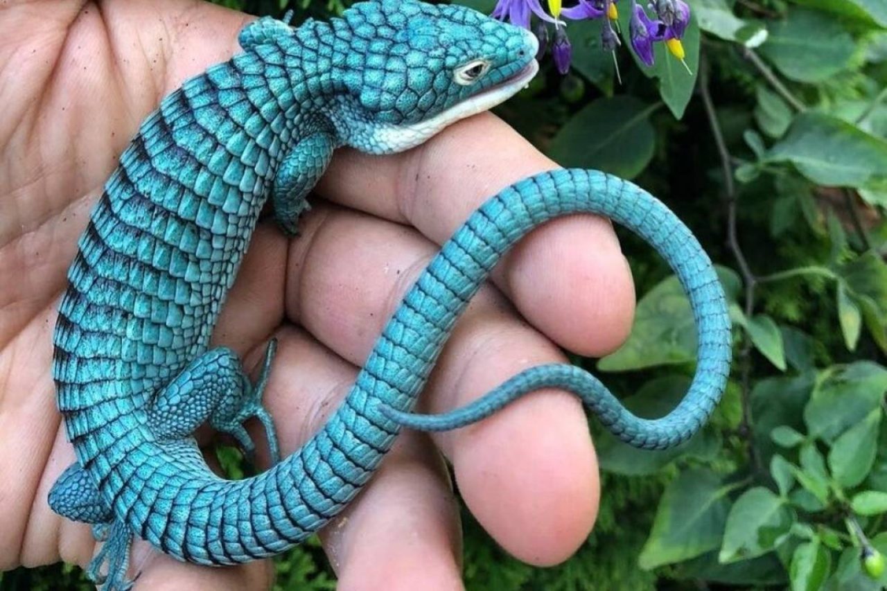 El lagarto en peligro de extinción causa la atención de todos por su atractivo color