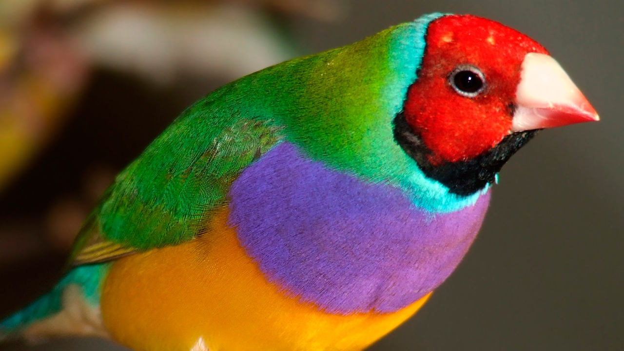 El Sumario - La visión del color de un humano solo se desarrolla en tres colores mientras que las aves suman uno más que les provee una vista superior