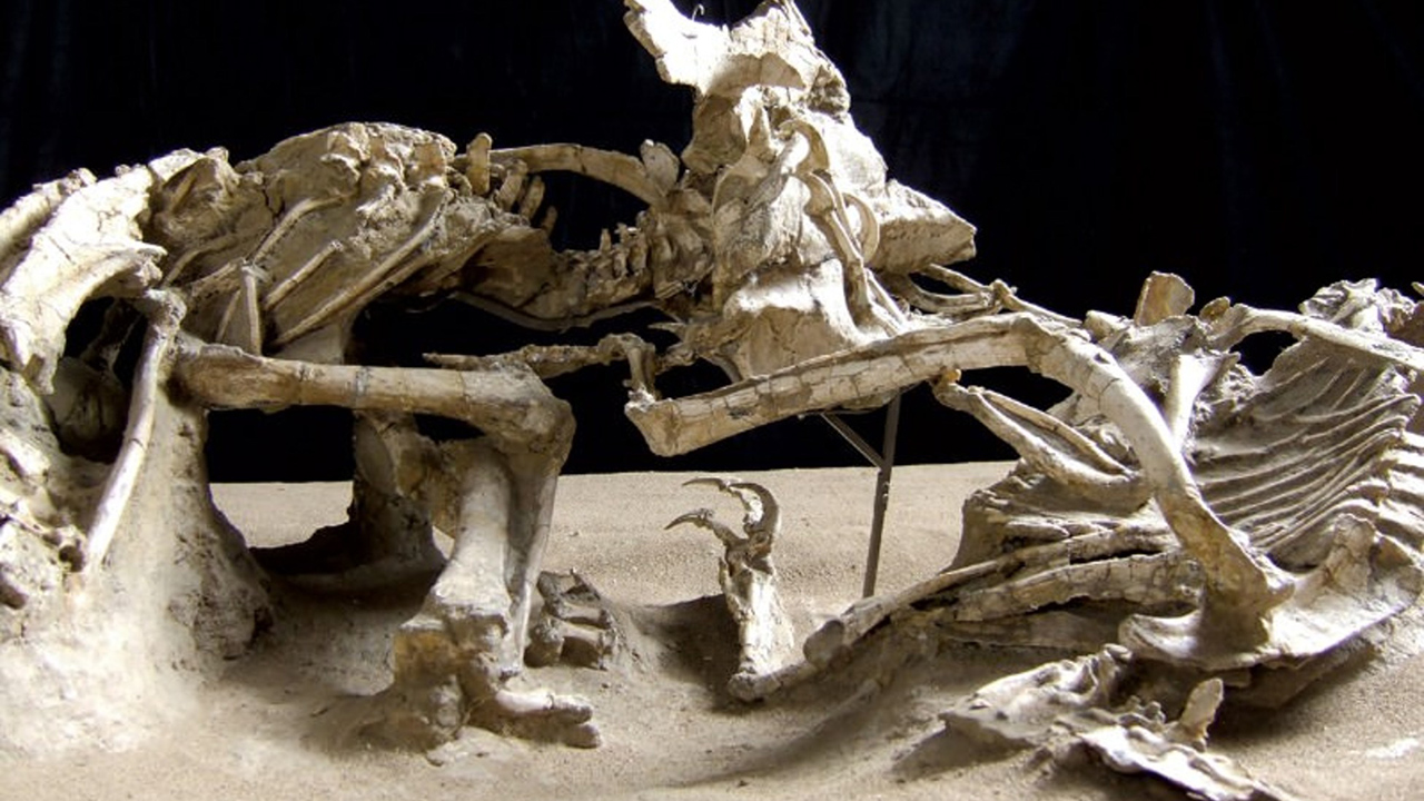 Gracias a un análisis realizado, se demostró que las heces fosilizadas de este animal contenían hasta el 50% de los huesos de animales de presa