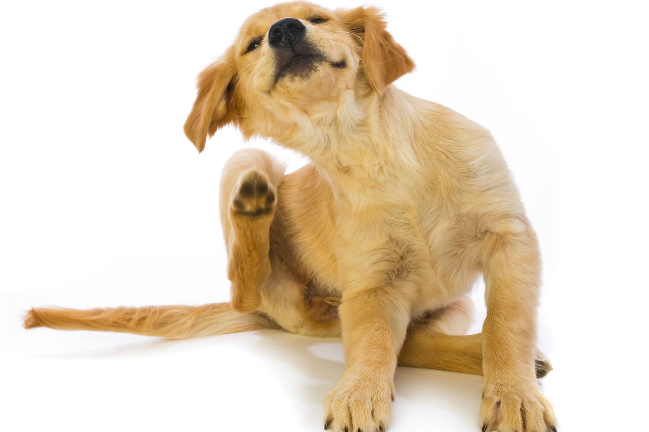 La sarna es por ejemplo uno de los problemas que suele afectar a la mayoría de los caninos