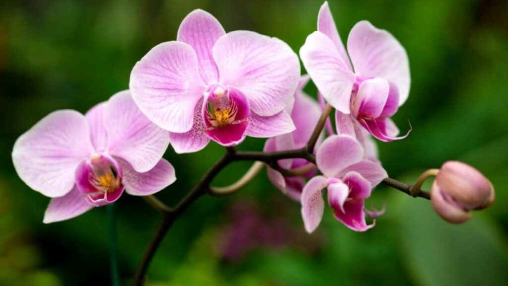 Otra vaiedad de orquídea