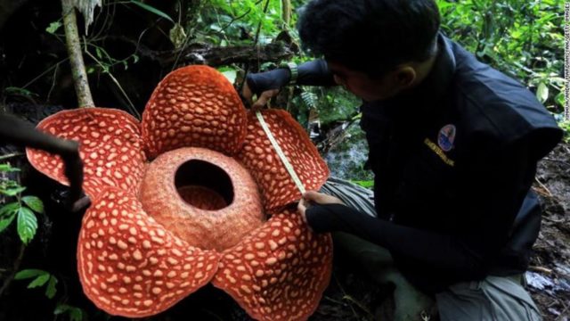 El Sumario - Hallan la flor más grande del mundo en Indonesia