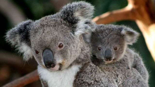 El Sumario - Koala en peligro de extinción tras los incendios en Australia