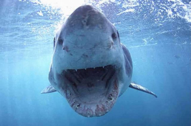 cientificos-descubren-dos-nuevas-especies-de-tiburones