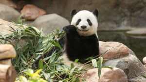 Cuarentena propicia apareamiento de osos panda en Hong Kong