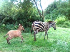 ¡Increíble! Nace en Kenia un híbrido de cebra y burro