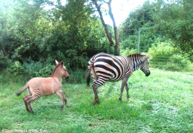 ¡Increíble! Nace en Kenia un híbrido de cebra y burro
