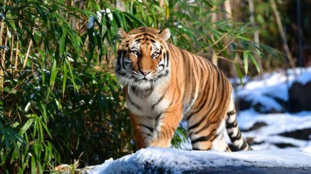 Un tigre de Nueva York dio positivo a COVID-19