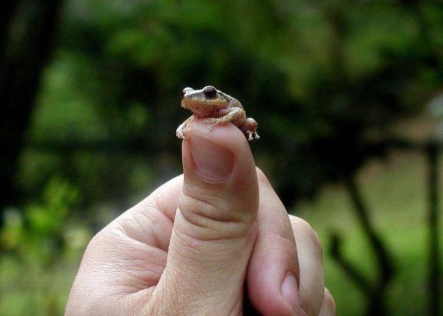 coqui