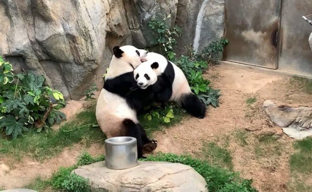 Cuarentena propicia apareamiento de osos panda en Hong Kong