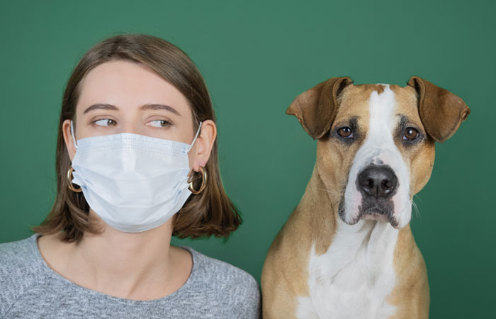Universidad de EE.UU. investiga si los perros pueden detectar el COVID-19