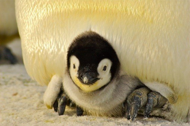 Hay un nuevo bebé pingüino en New Orleans