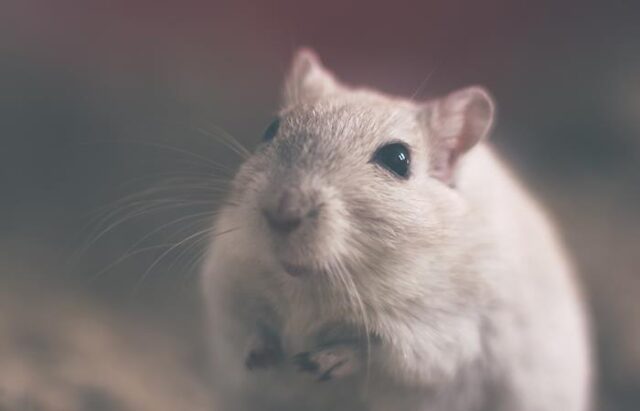 El Sumario - Estudio señala que algunos animales pueden identificar el ritmo de las canciones