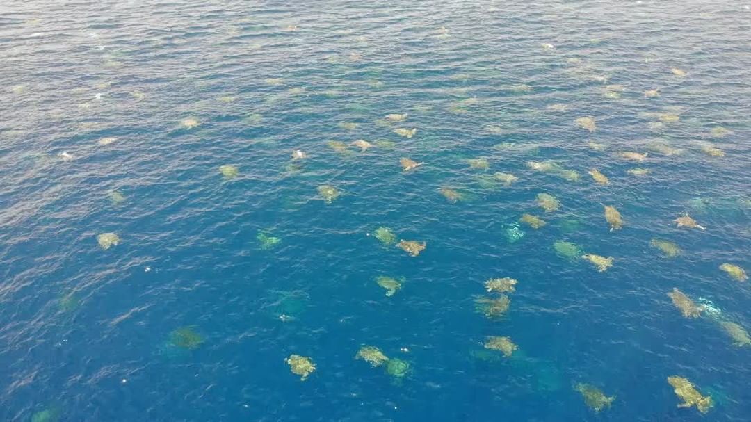 Drones graban miles de tortugas verdes en Australia durante la temporada de anidación