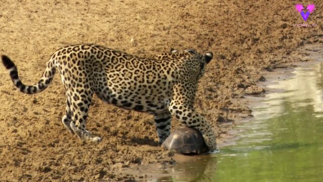 El Sumario - Astuta Tortuga se Protege con su Caparazón del Ataque de un Jaguar