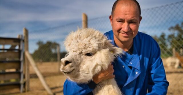 Científicos chilenos descubren anticuerpo de alpaca contra el Covid-19
