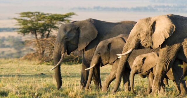 El mundo se conmociona por la muerte de elefantes en Botswana, al Sur de África - el sumario