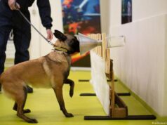 Investigación revela que los perros pueden detectar el Covid-19