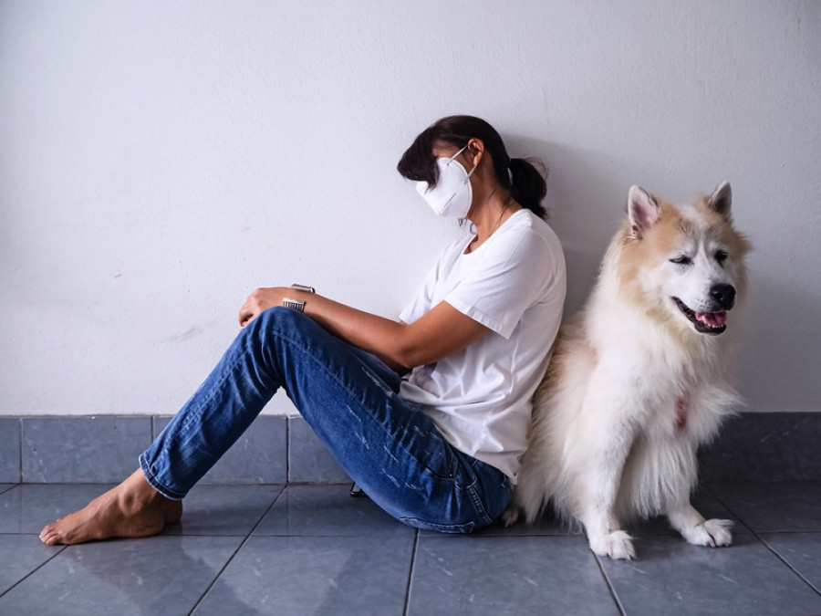 Humanos pueden contagiar de COVID-19 a sus mascotas