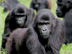 Las relaciones entre gorilas se limitan cuando viven en grupos grandes