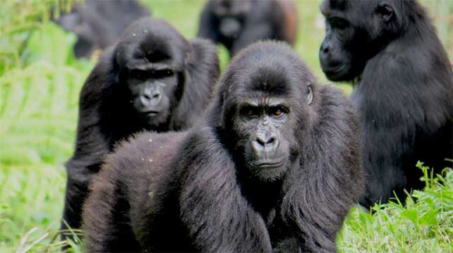 Las relaciones entre gorilas se limitan cuando viven en grupos grandes
